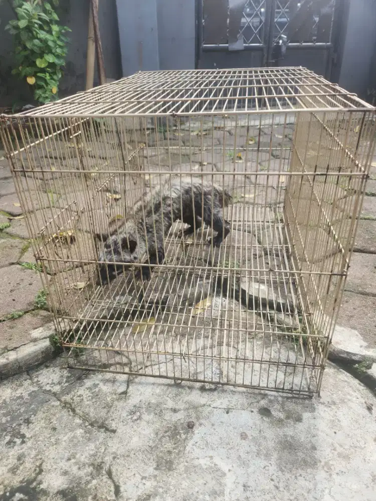 Musang rawatan dari bayi