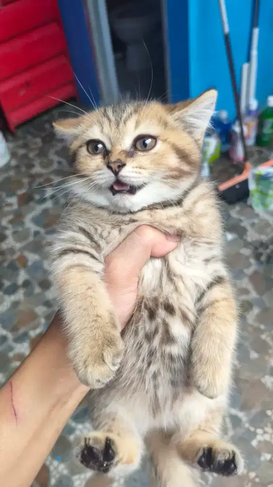 kucing british shorthair golden tabby