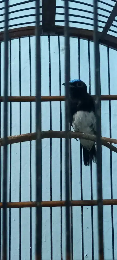 Burung teledekan laut.