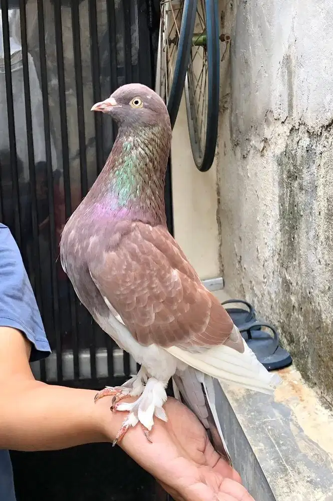 Sepasang Indukan Jantan Betina Merpati Kolongan Trah Dori Pendowo PW
