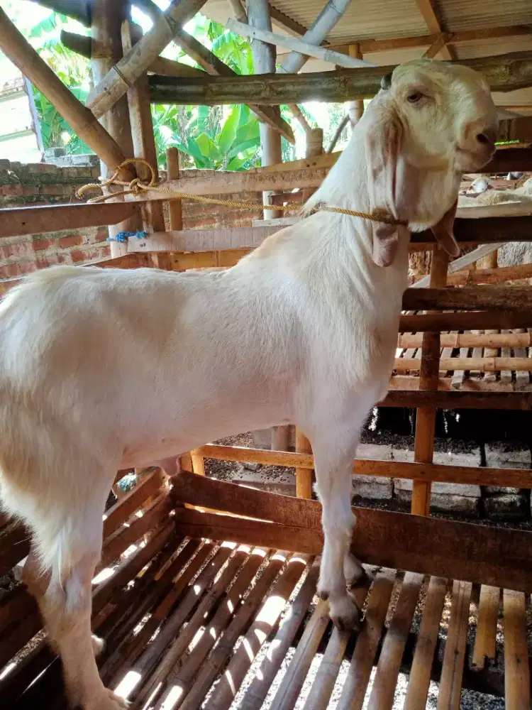 Kambing qurban Tulangan Sidoarjo