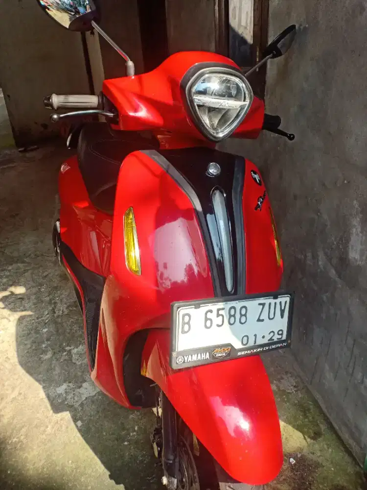 Jual filano mulus
