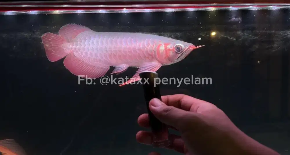 Arowana super red