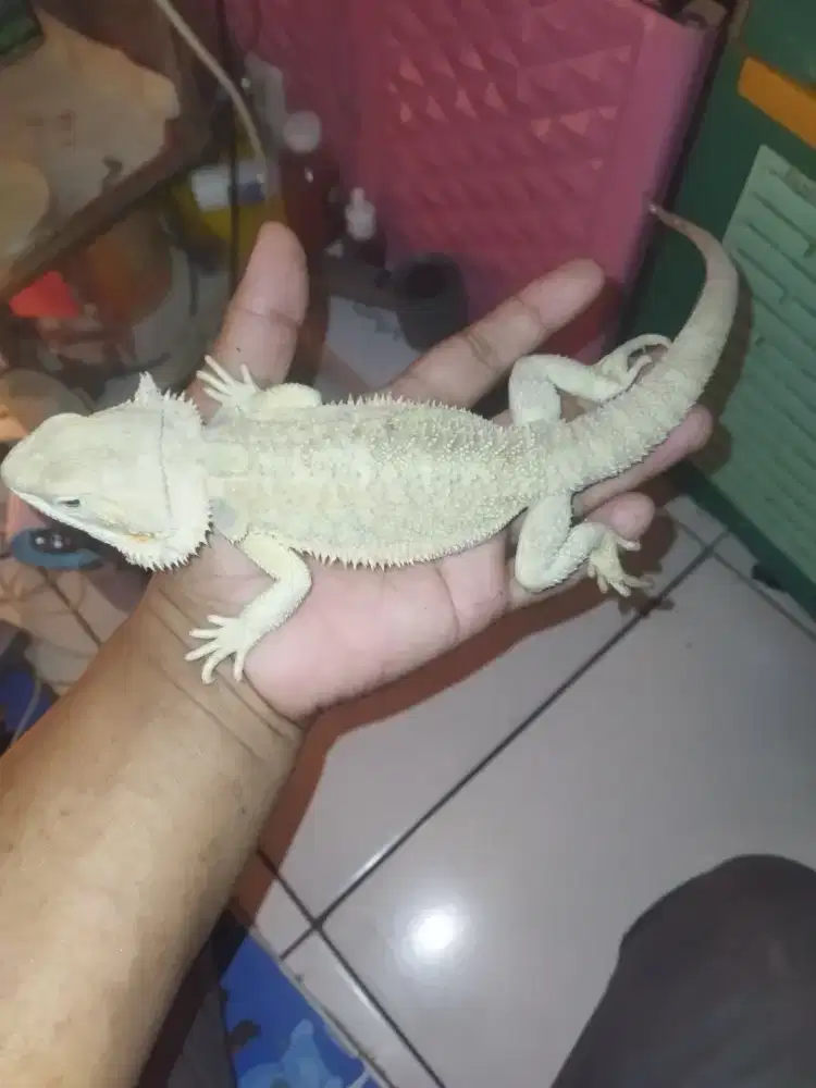 Bearded dragon 45cm betina