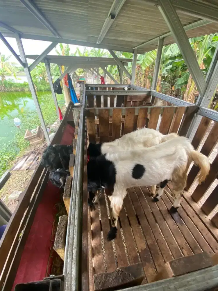 Kambing untuk Qurban