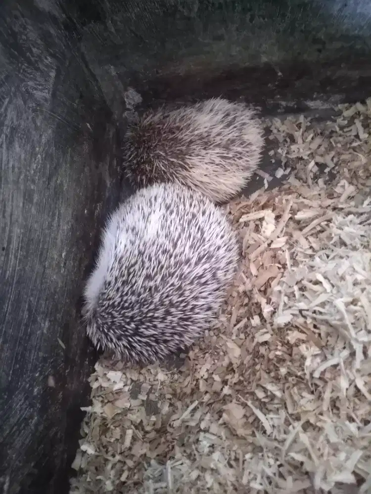 Landak Mini Hetgehog