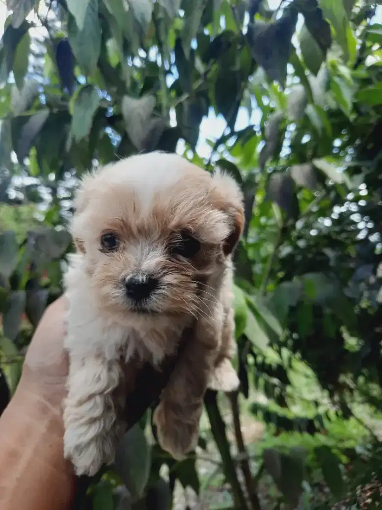 Anak anjing Shihtzu mix poodle Jantan