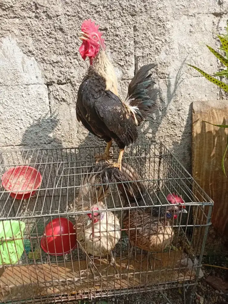 Ayam kate jantan dan betina