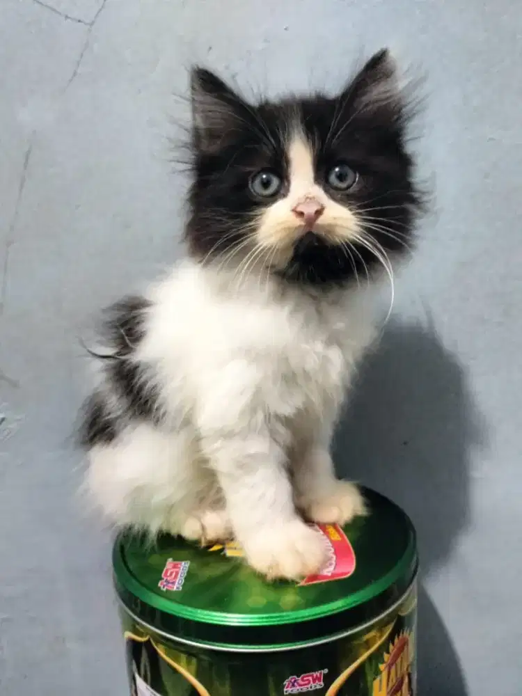 Jual kucing  jantan persia medium usia 3 bln lebih