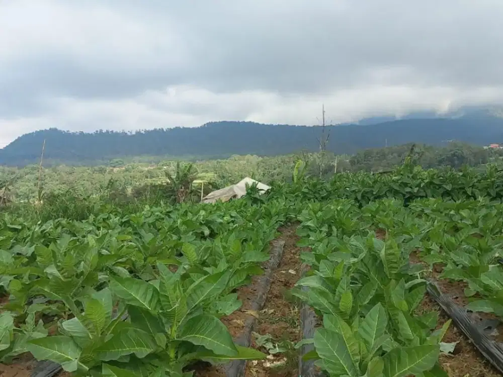 Tanah dijual Kopeng Jawa Tengah