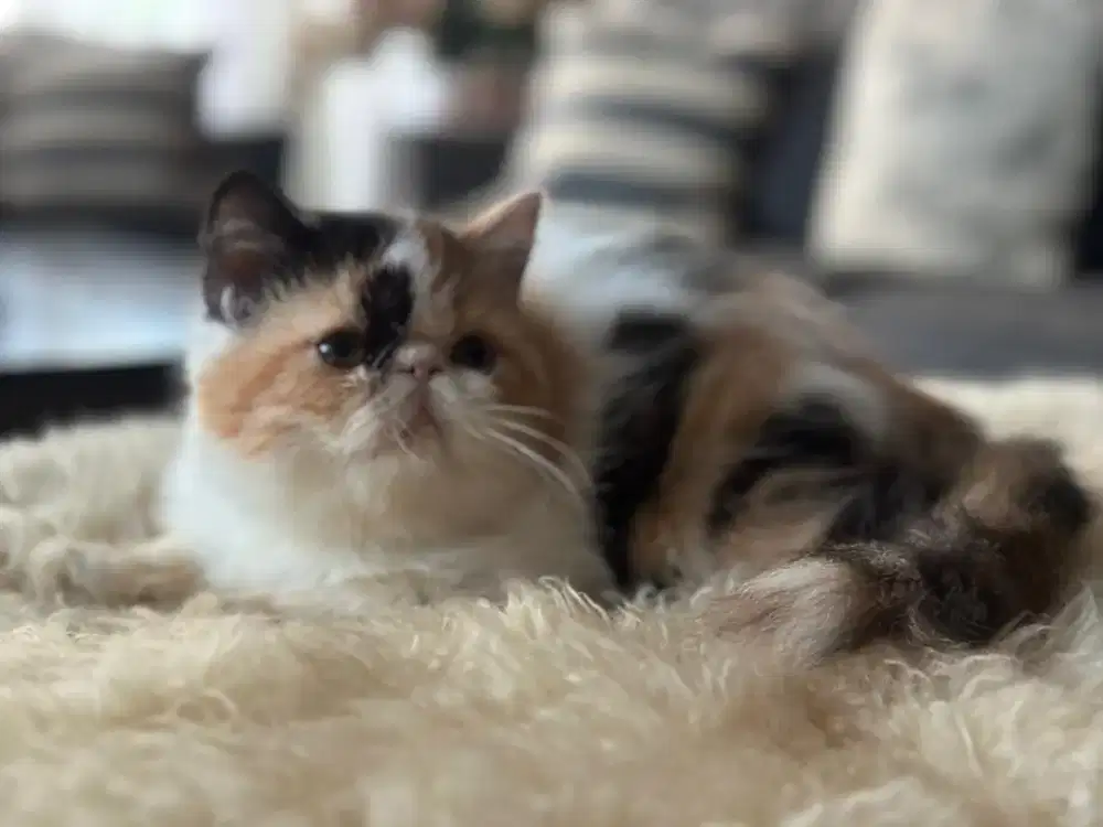 Kitten persia peaknose betina