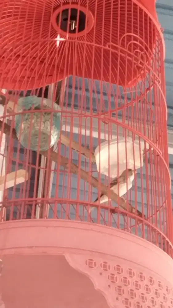 burung sanger gacor