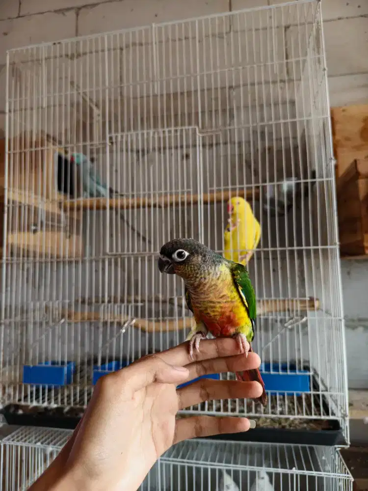 Yellow side conure ysc jitot