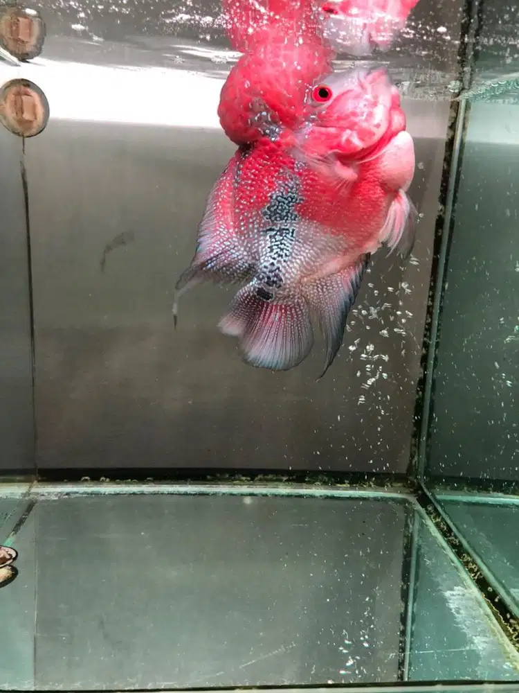 Ikan Louhan SRD Genetik Thailand