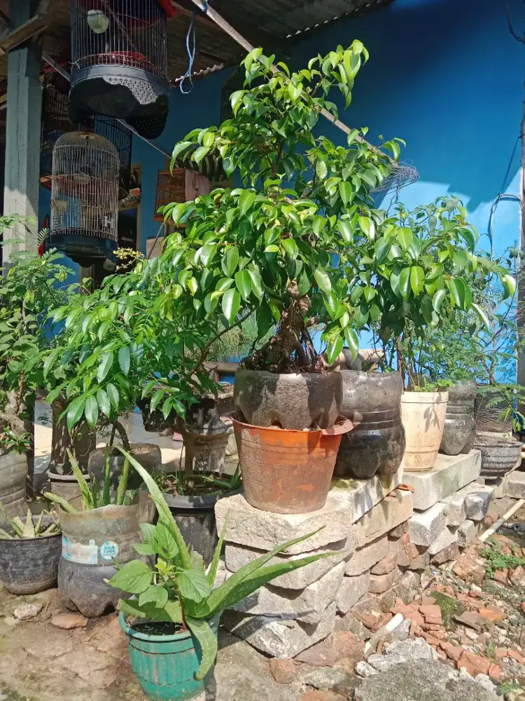Jual pohon bonsai