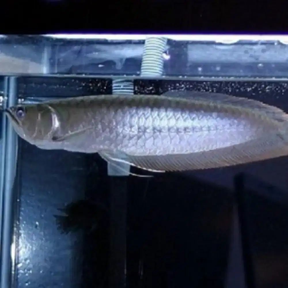 Arwana silver 8-10cm