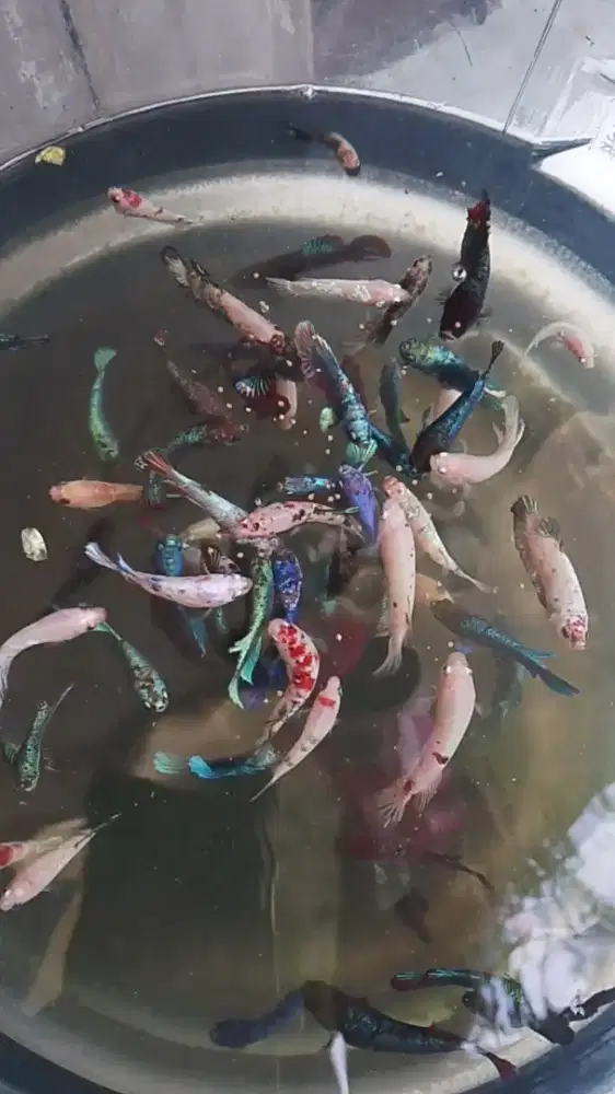 Ikan Cupang Harga Partai