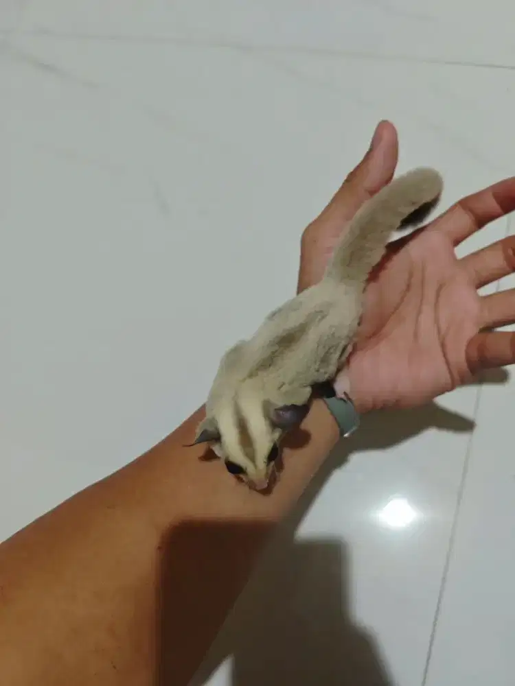 Sugar glider platinum