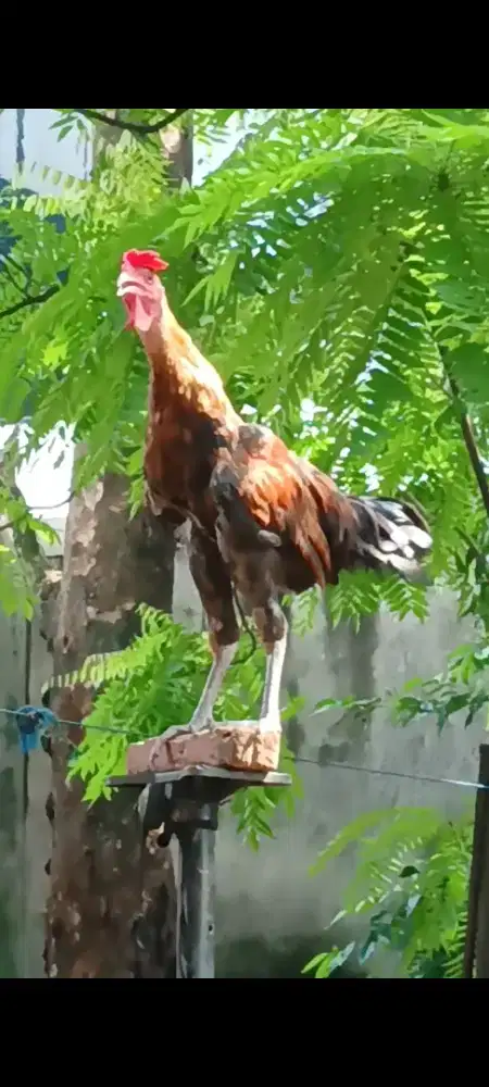 Ayam ketawa muda disco ada penutupnya