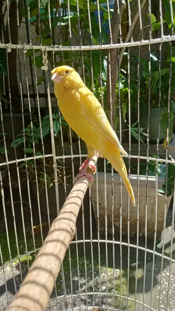 Kenari Af Betina Dara Ring (F1ys x AF)