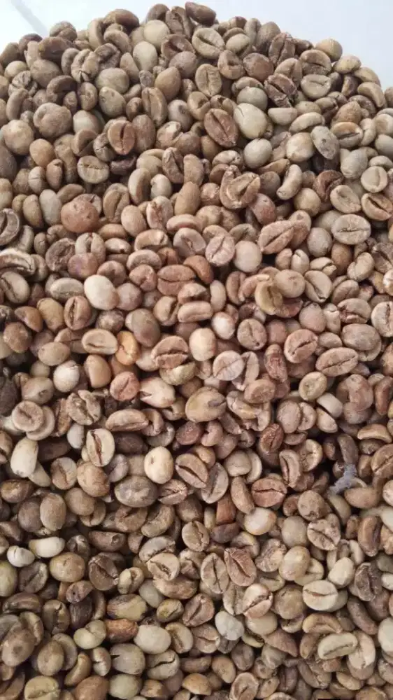 Green bean robusta