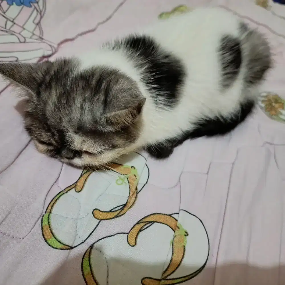 Kitten peaknose exo jantan