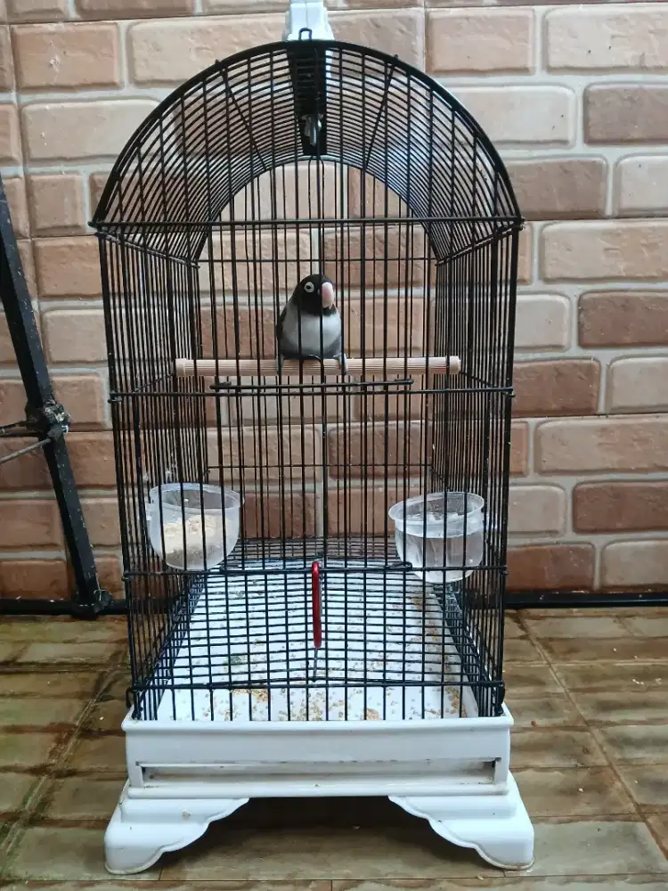 Lovebird batman dewasa