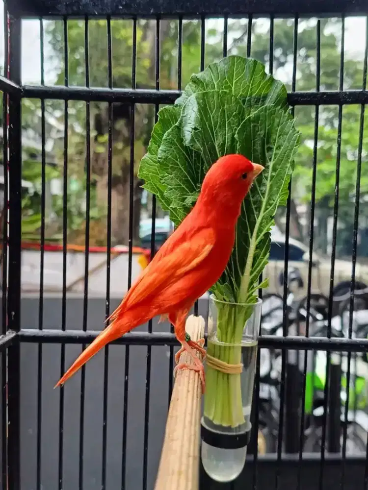 Kenari merlok pejantan ngisi
