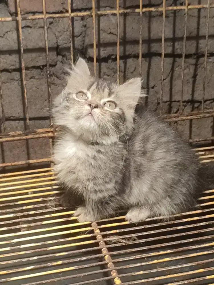 Kucing,kitten munckhin shorthair