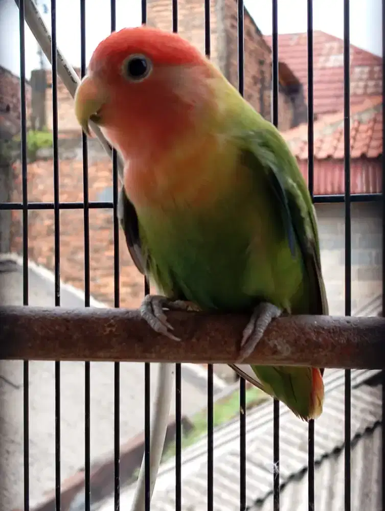Love bird non Klep/ Salem jantan