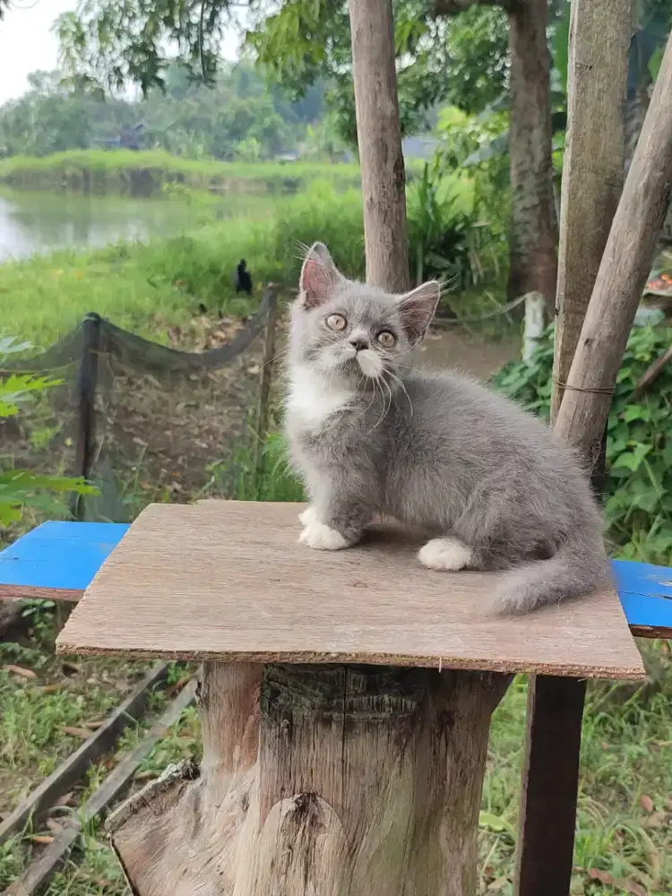 Kucing kitten. Munckhin jantan