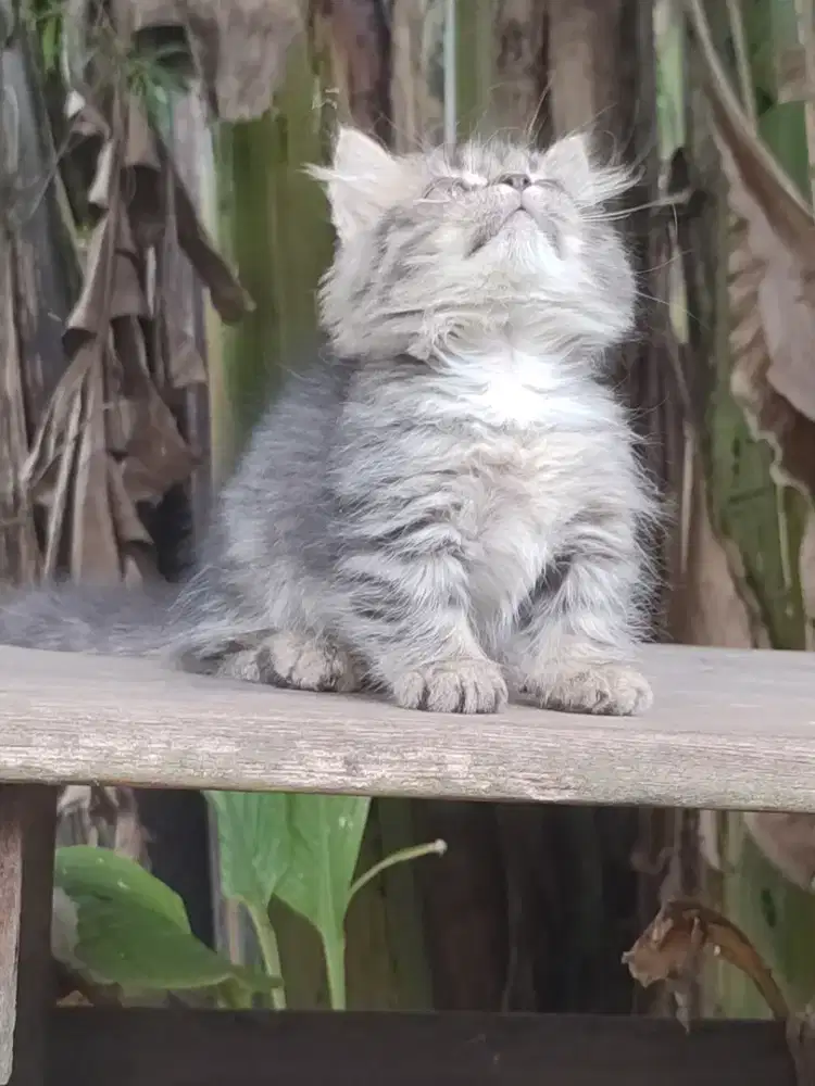 Kucing kitten munckhin