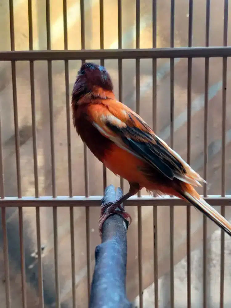 Burung kenari bon jantan gacor