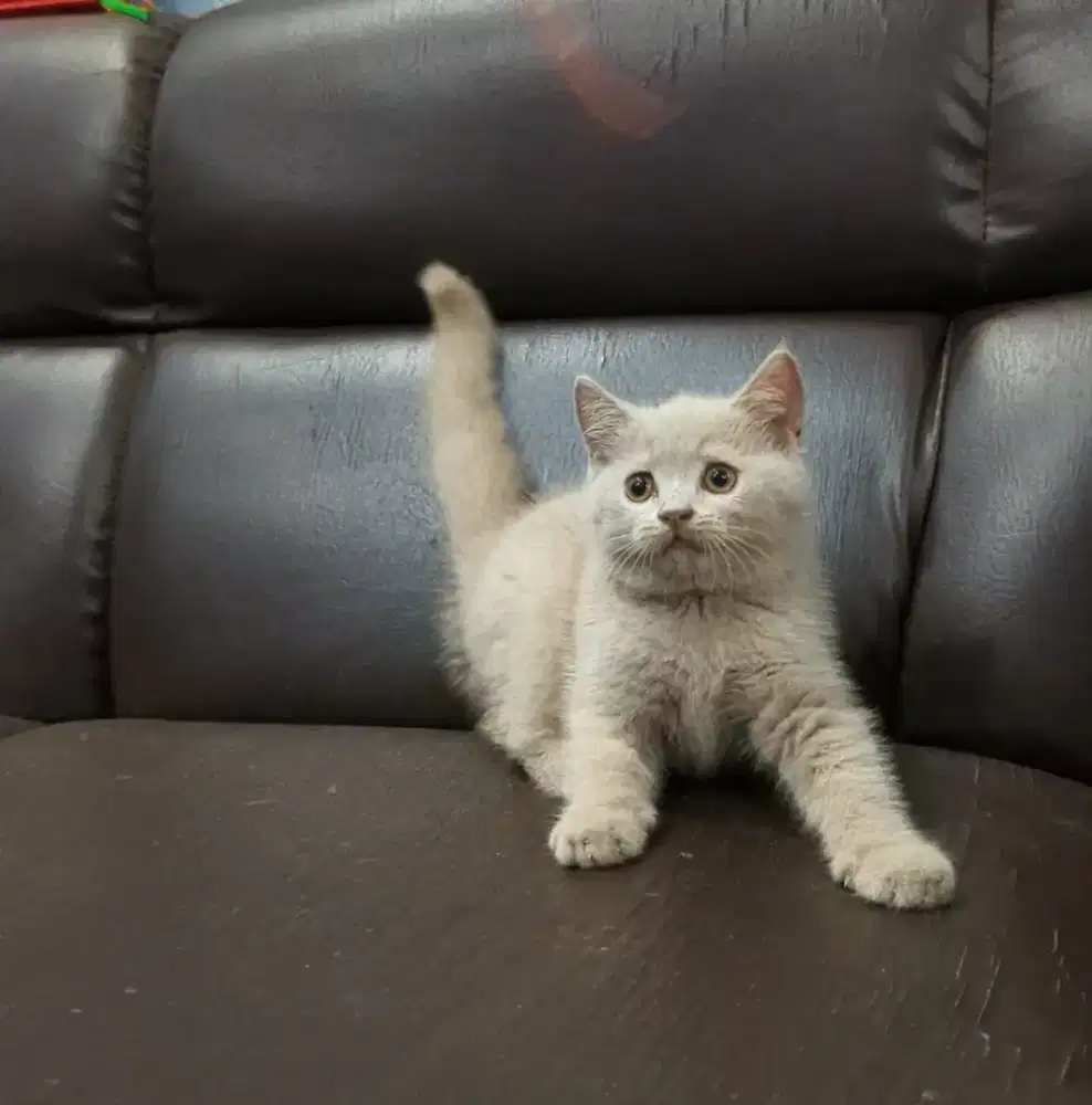 BSH Lilac betina