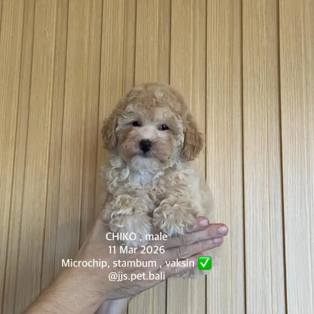 Toy poodle jantan stambum