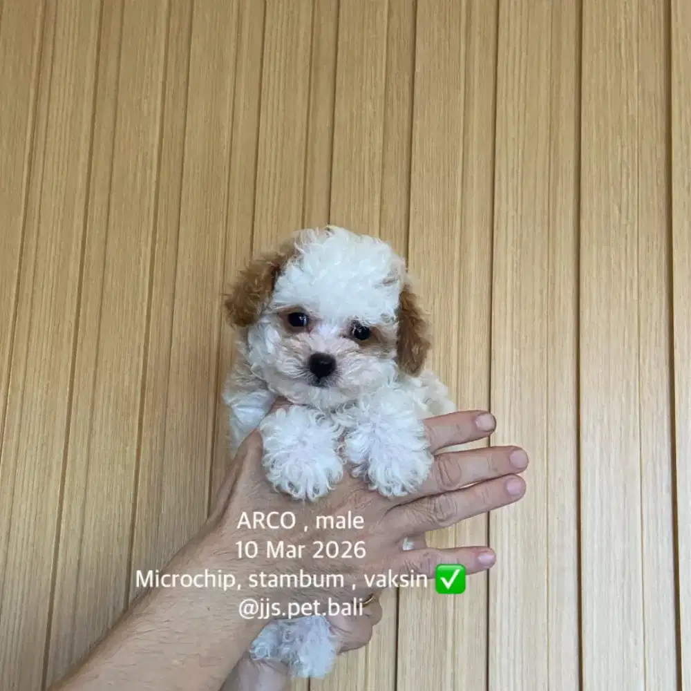 Toy poodle jantan party colour