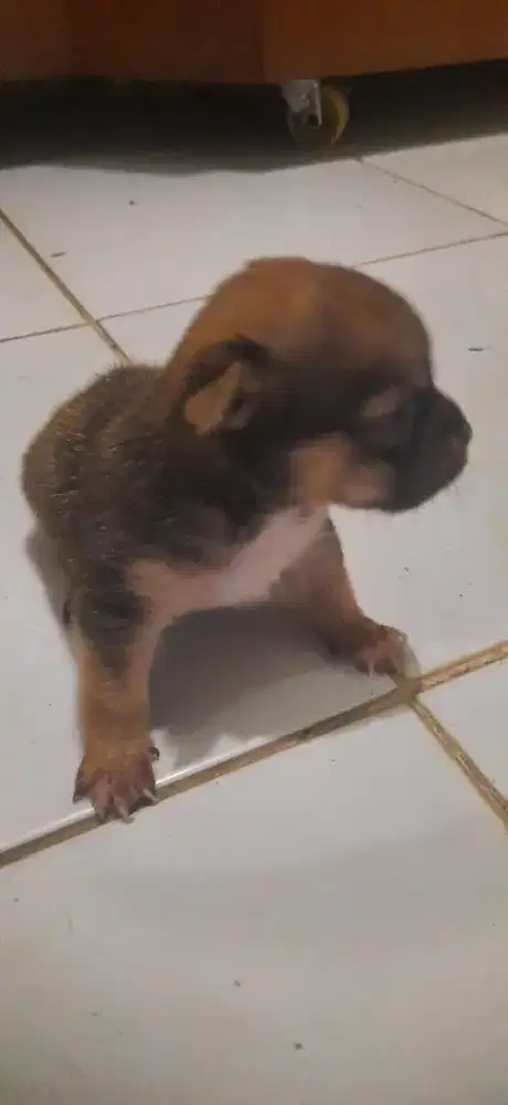 Jual cepat anak anjing mini