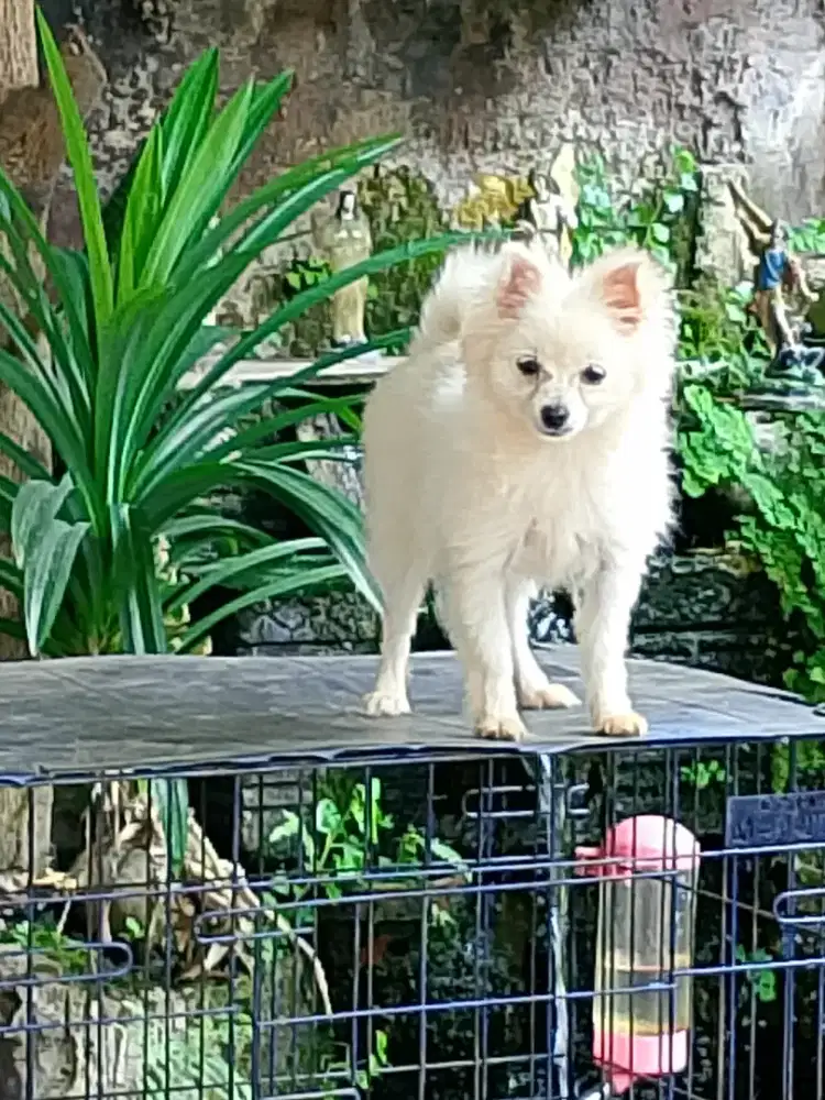 Mini pom, kecil, lucu, imut