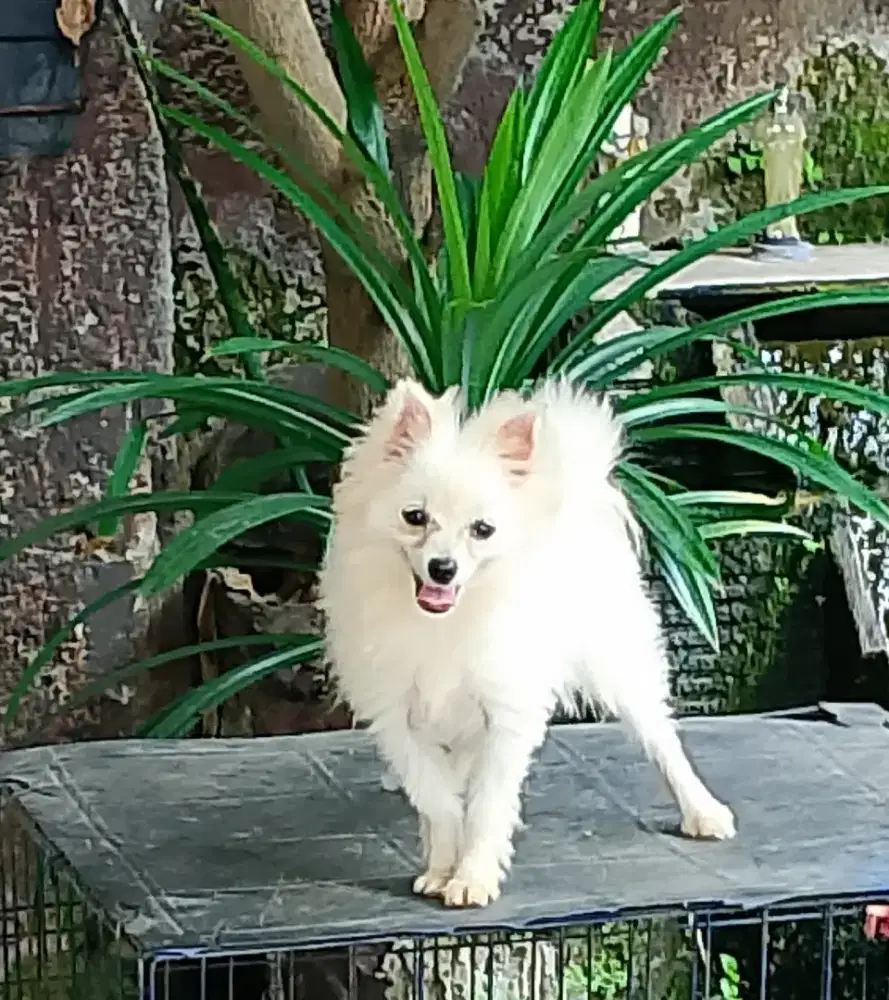 Mini pom, kecil, lucu, imut