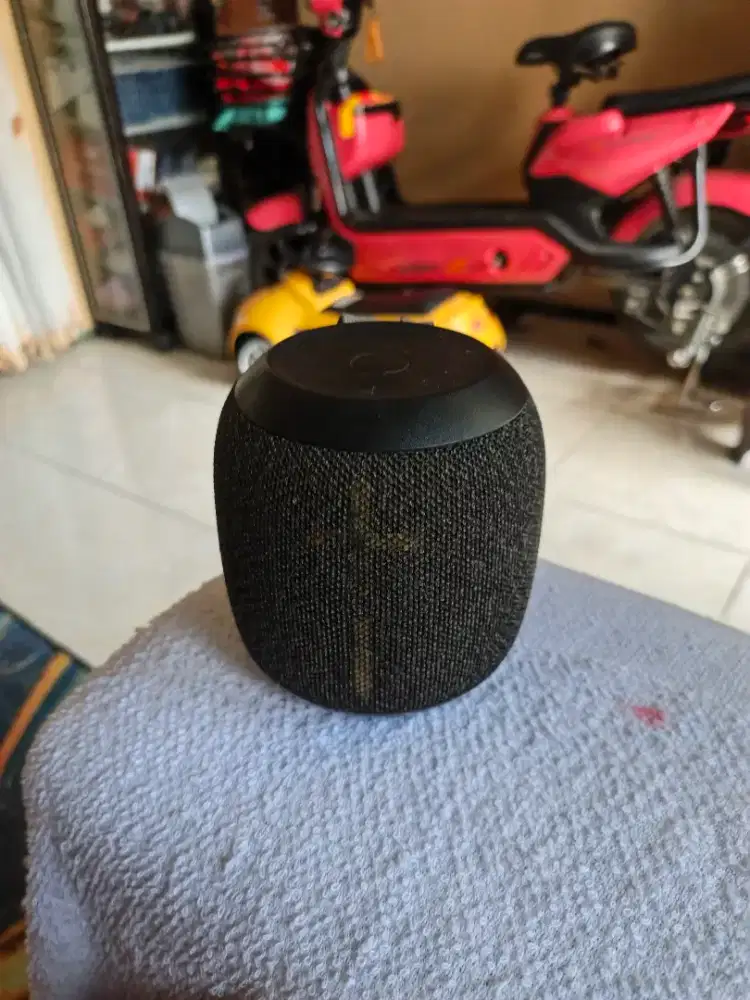Wonderboom ears second