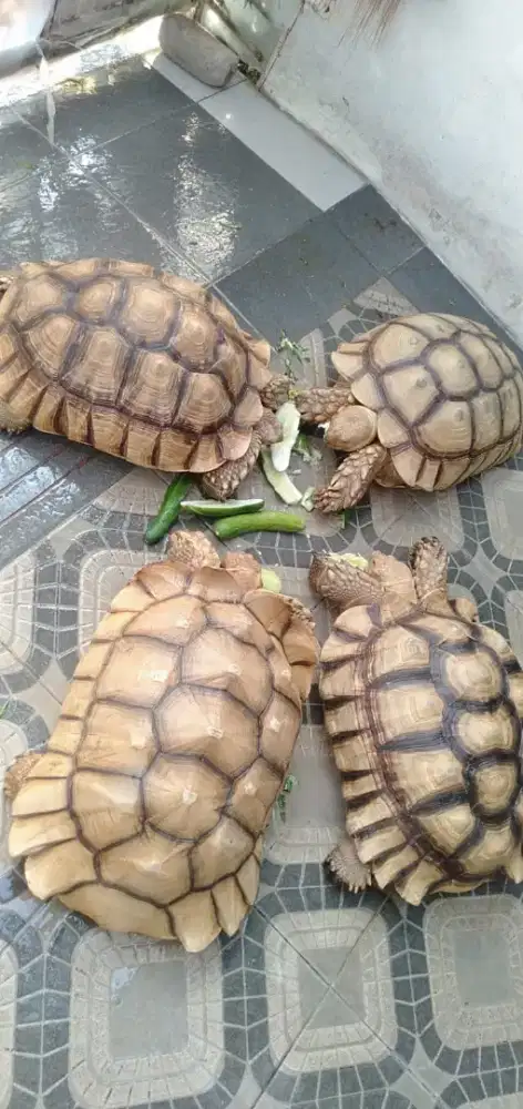 Sulcata betina proven 58 cm
