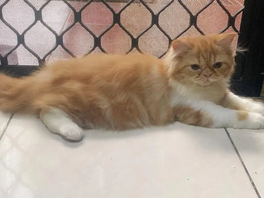 Lepas Adopsi Kucing Peaknose longhair