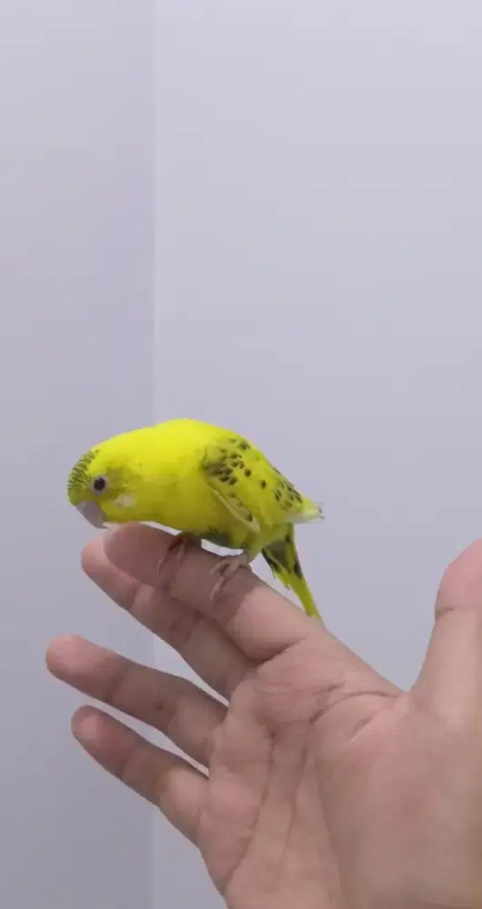 Burung Parkit Jinak Sehat