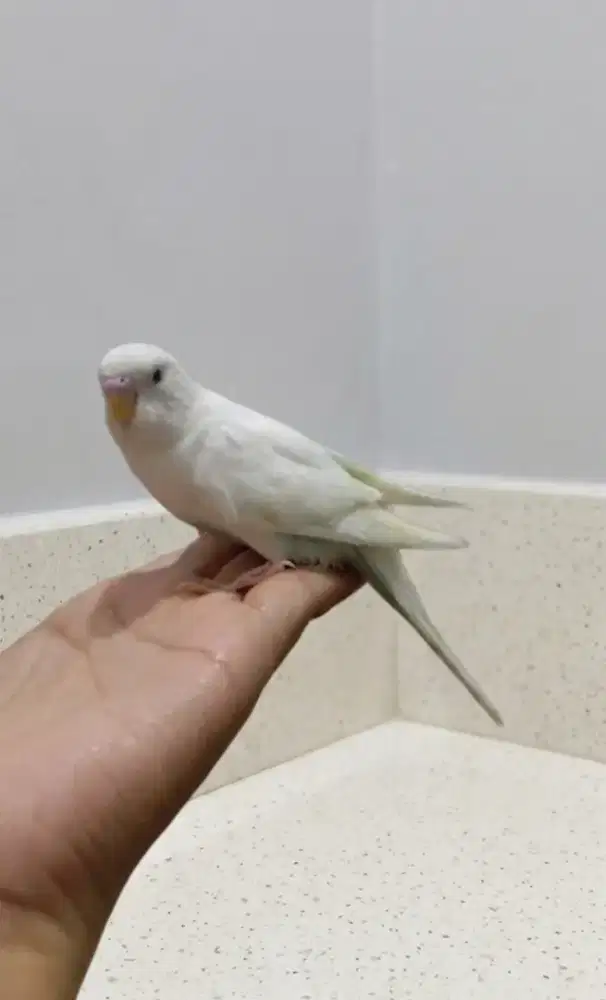 Burung Parkit Jinak Sehat