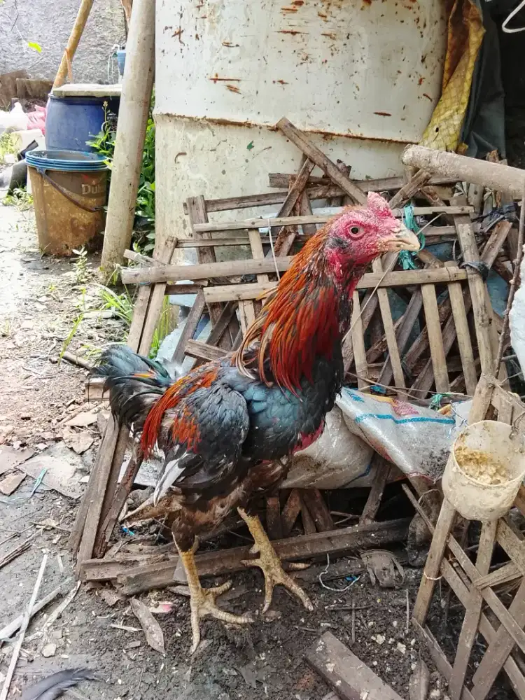 Jago Wiring kuning bewok