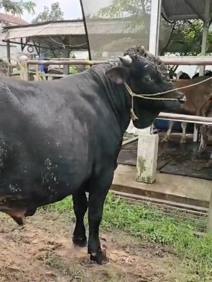Hewan Qurban untuk Idul Adha