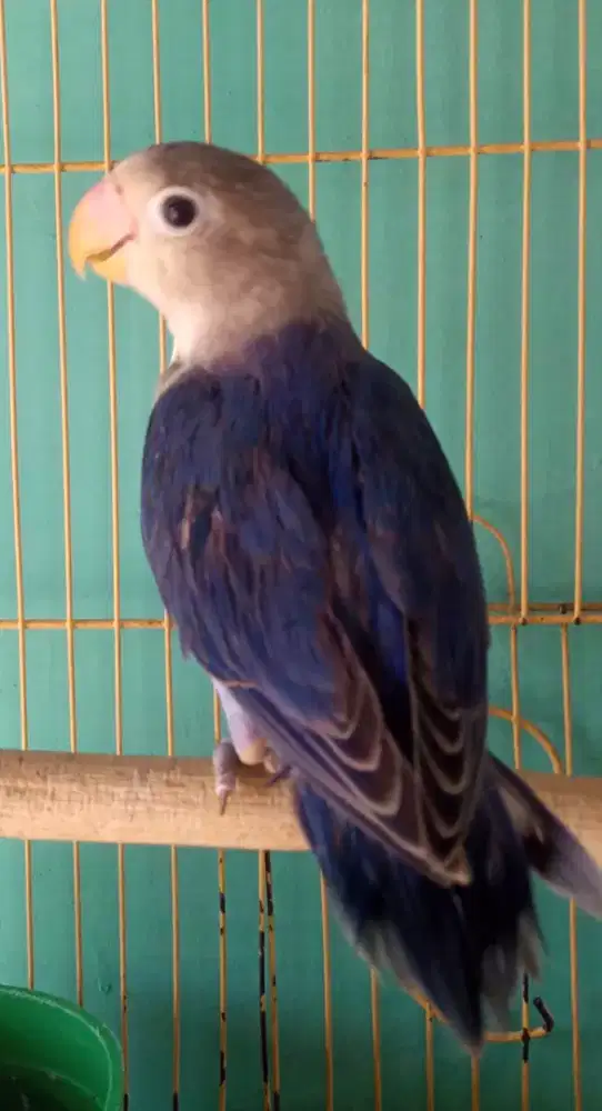 Seekor lovebird violet cantik