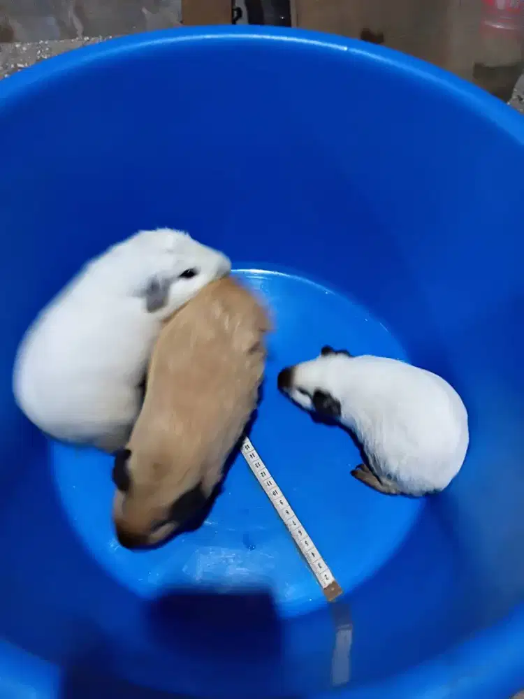 Guinea pig / marmud jenis import CALIFORNIA dan teddy ..dewasa,,,medan