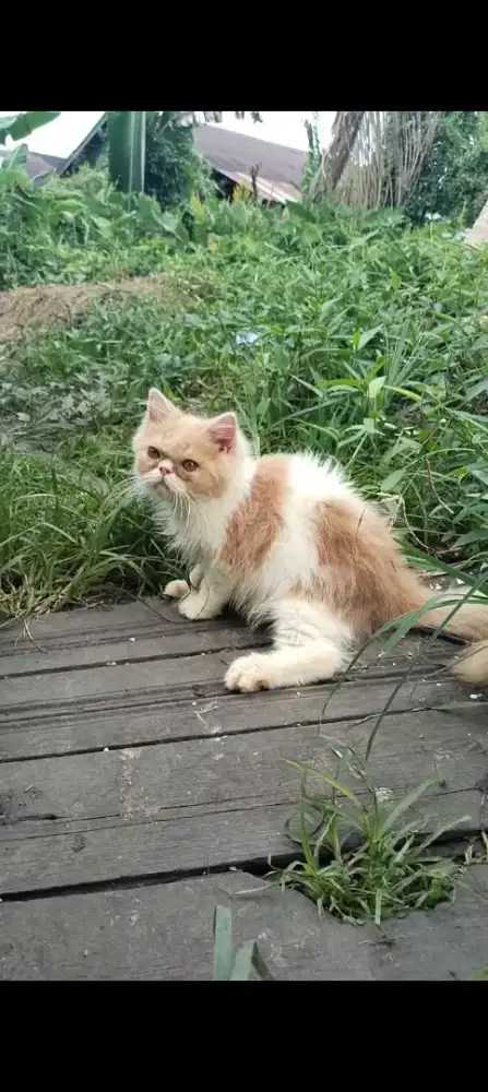 Kitten pesek jantan