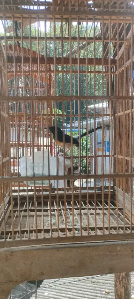 Murai batu betina